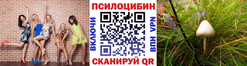 Купить где  Медвежьегорск  Псилоцибиновые грибы Psilocybe 